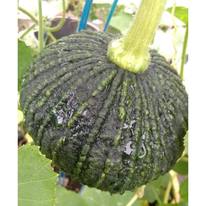 Biji Benih Labu Mini Manis ( Hasil 80 hari selepas tanam) ,rasa isi ...