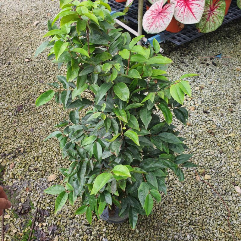 100 Stück Jabuticaba Samen - Schwarze Fruchtsamen Für Exotische Pflanzen