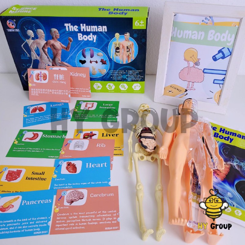 3D Human Body Torso Model Educational Assembly Learning DIY Toys ...