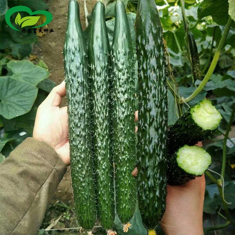 100BIJI Benih Buah Timun Jepun/ Fruit Cucumber Seeds / Japan cucumber ...