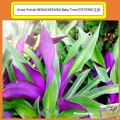 Anak Pokok NENAS KERANG Baby Tree OYSTER蚌花苗 | Shopee Malaysia