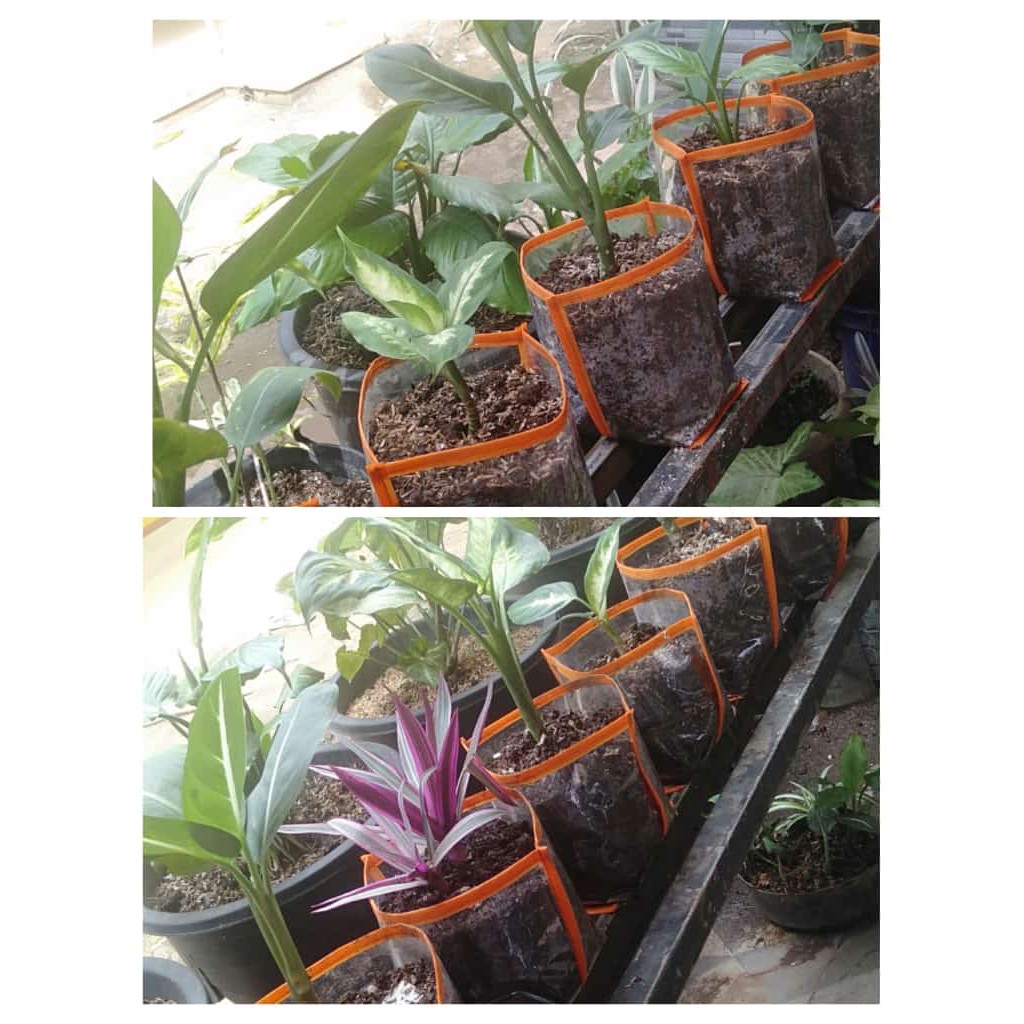 Polybag plastic for flowers Polybak 30x20 | Shopee Malaysia