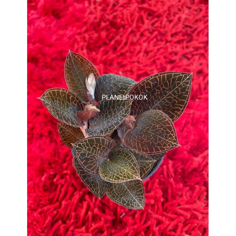 Jewel Orchid (Real Plants) Shopee Malaysia