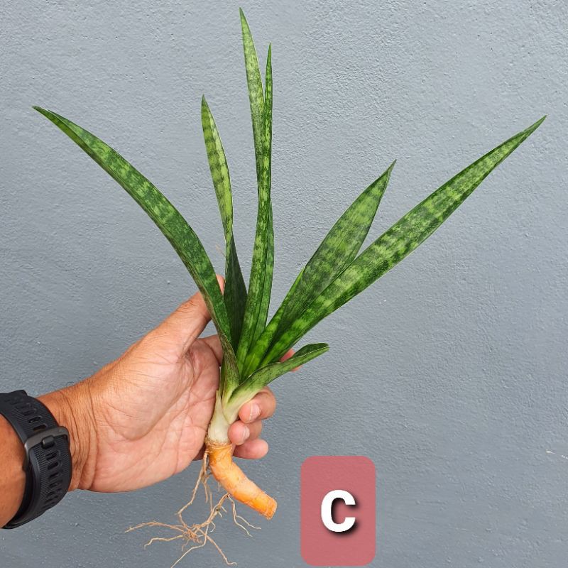 RARESansevieria roxburghiana 'Roxette' (dwarf form) | Shopee  Malaysia