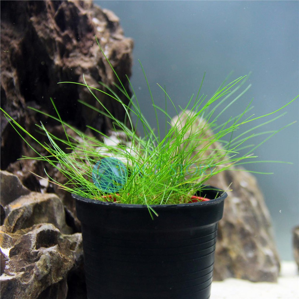 Eleocharis Sp. Mini Hair Grass , Carpet grass | Shopee Malaysia