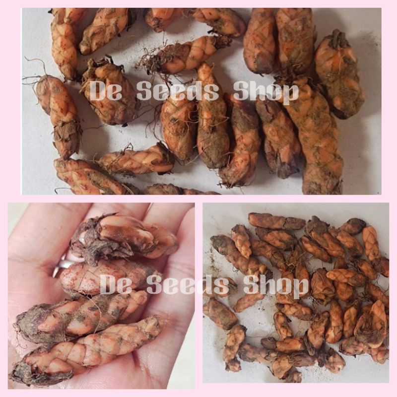 Benih Bunga Rama² Ungu 3 roots/Oxalis Triangularis/紫叶酢浆草种根球 | Shopee ...