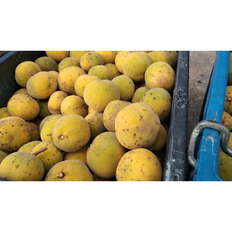READY STOK‼️1KG SETOI KG/SENTUL KG | Shopee Malaysia