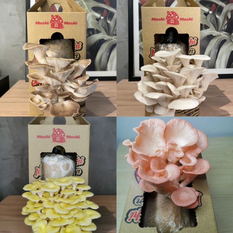 🔥Mushi Mushi Mushroom Box🔥/DIY Mushroom/Cendawan | Shopee Malaysia