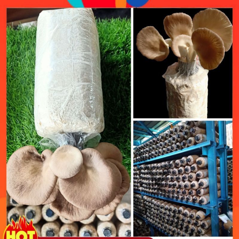 🌈Cendawan Tiram🍄/Bongkah Tiram Kelabu Fresh Farm🌈 Shopee Malaysia