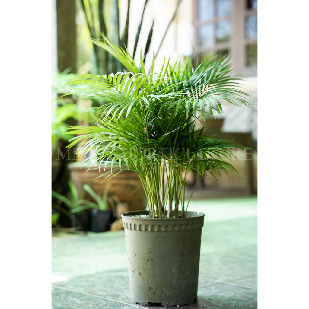 Java Areca Palm Real Living Plant In Polybag | Shopee Malaysia