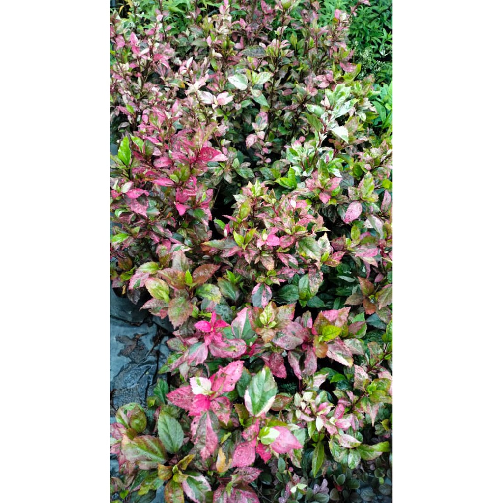 Bunga Raya Merah daun batik (Red Hot) bunga merah by AL PLANTS | Shopee ...