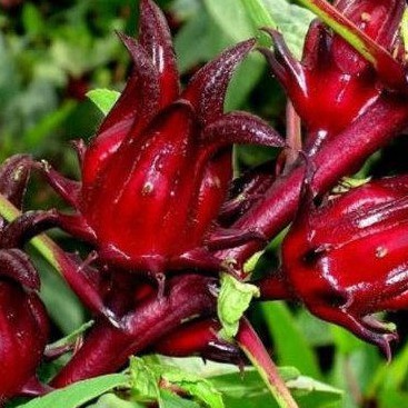 Anak pokok rozel dalam polybag | Shopee Malaysia