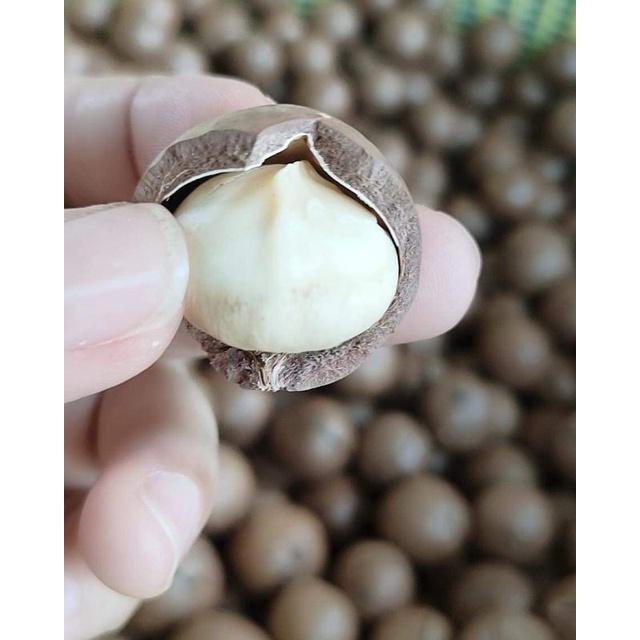 🔥Hot item🔥Halal Macadamia nuts in shell /Macadamia Nut Salted & Roasted