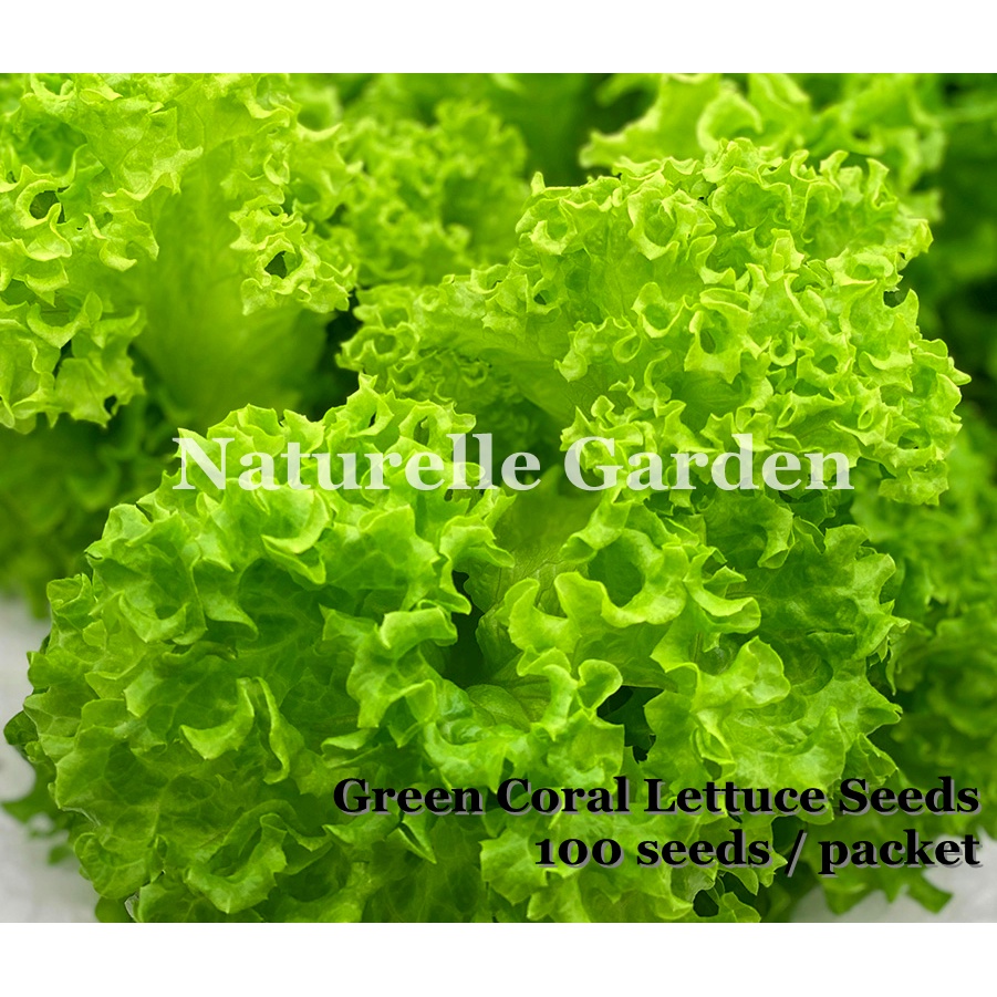 Benih Sayur Salad Green Coral Lettuce Seeds Vegetable Seed 100 seeds