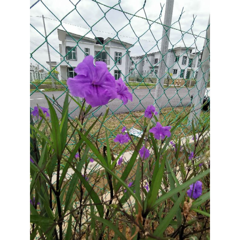 5 Keratan 20CM Pokok Ruella Simplex | Shopee Malaysia