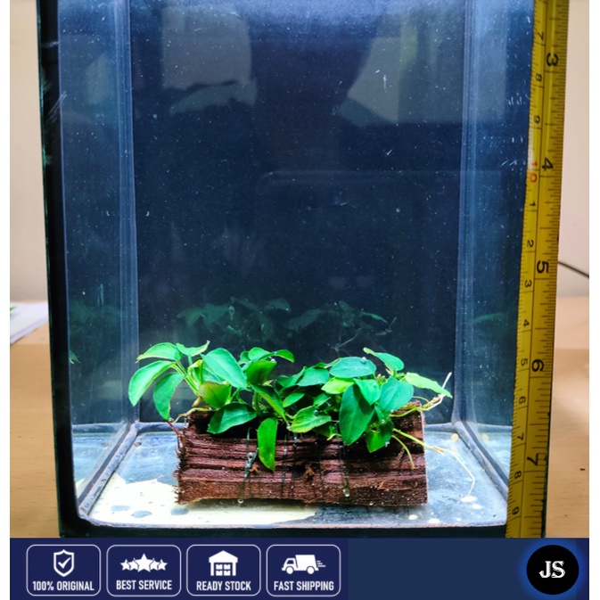 Live Anubias Nana In Pot – Freshwater Aquarium Plant For Beginners (Tropical, Made In USA)