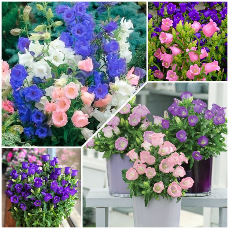 Biji Bunga - Bunga Campanula Patula | Flower Seed - Bellflower | 花种子 ...