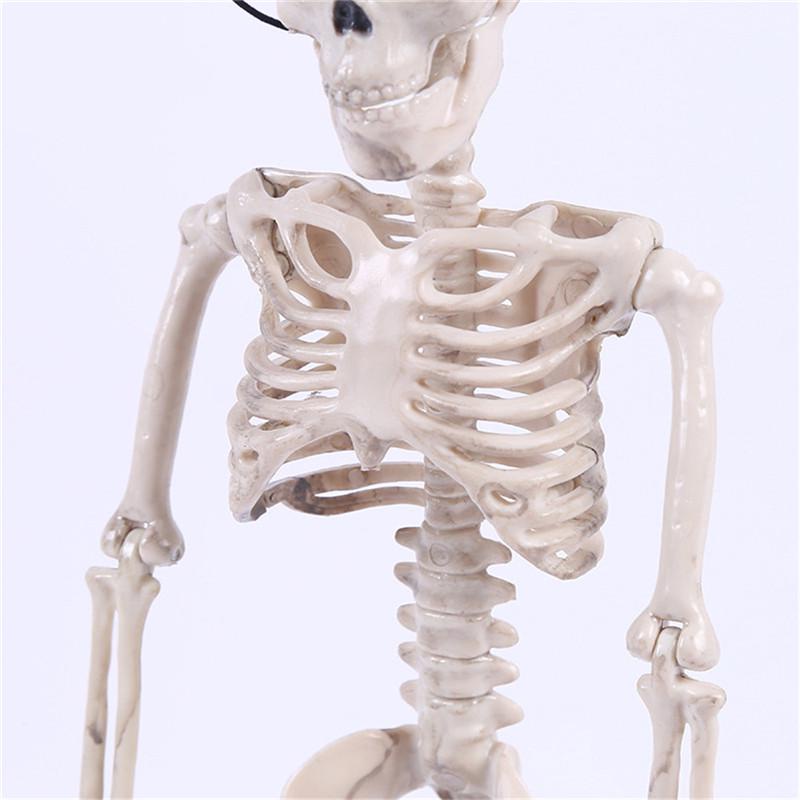 Active Human Skeleton Model Anatomy Medicine Learning Model Halloween ...