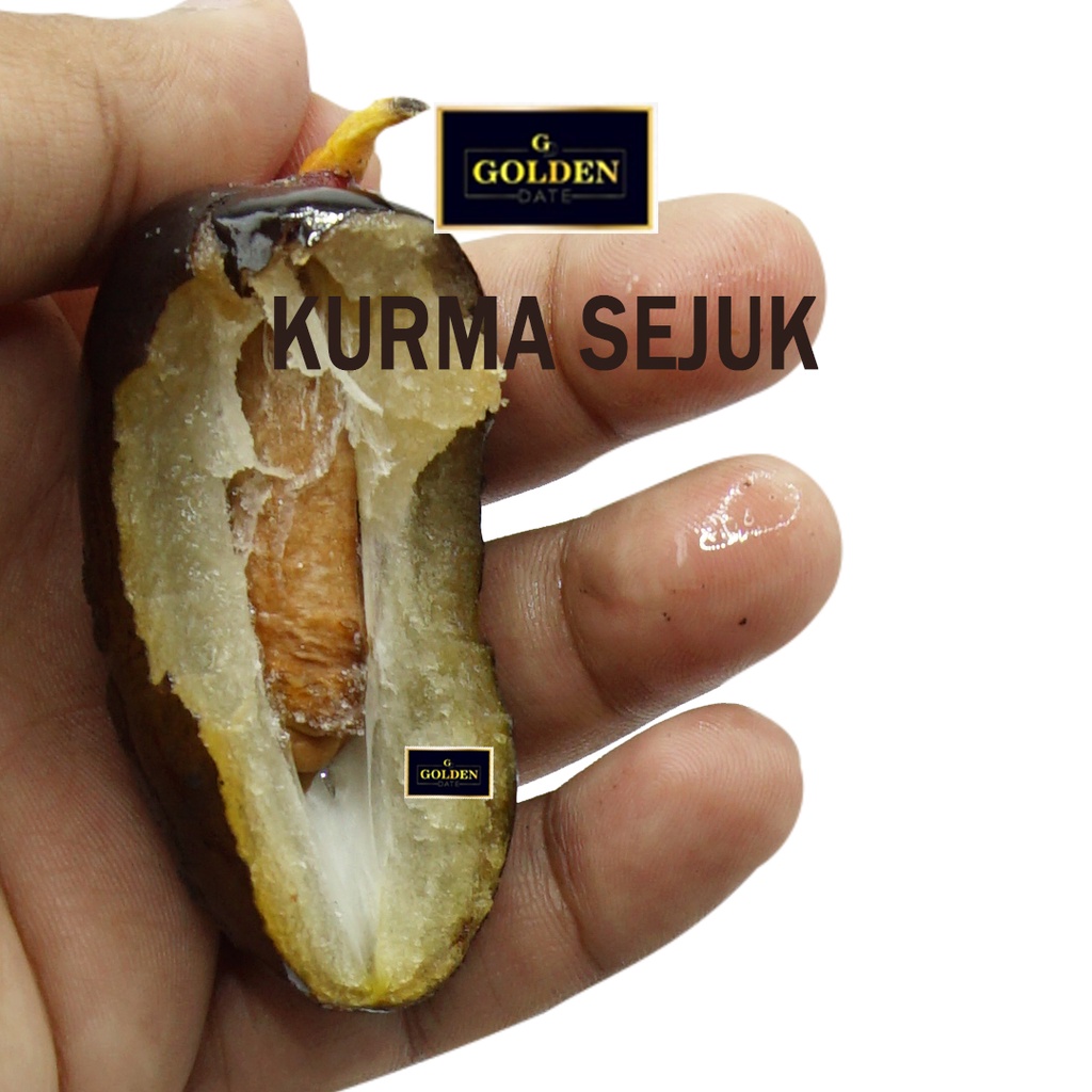 Kurma Sejukkurma Sejuk Bekukurma Freezerdate Sejukkurma Freezer