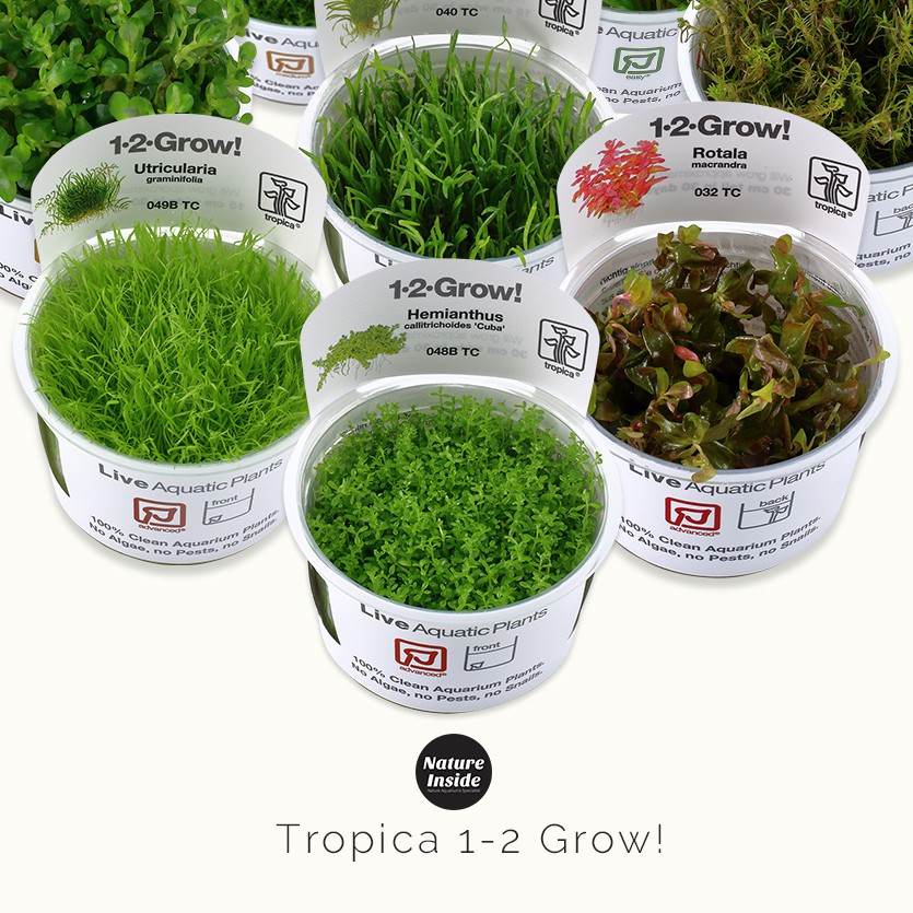 Tropica 1-2 grow Tissue Culture Aquatic Plants | Shopee Malaysia