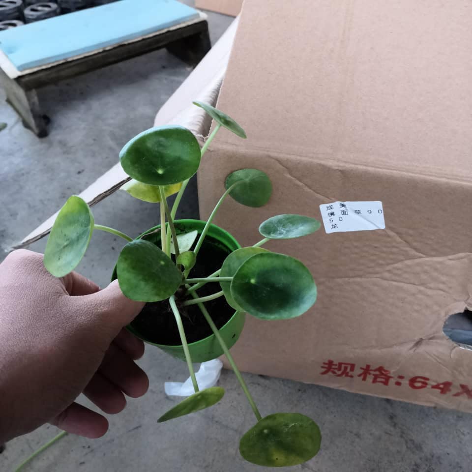 BG-Peperomioides 'Chinese Money Plant'镜面草| Shopee Malaysia