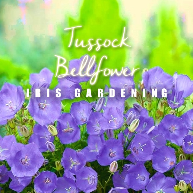 [100pcs] Tussock Bell Flower Seeds, Perennial Type Biji Benih Bunga