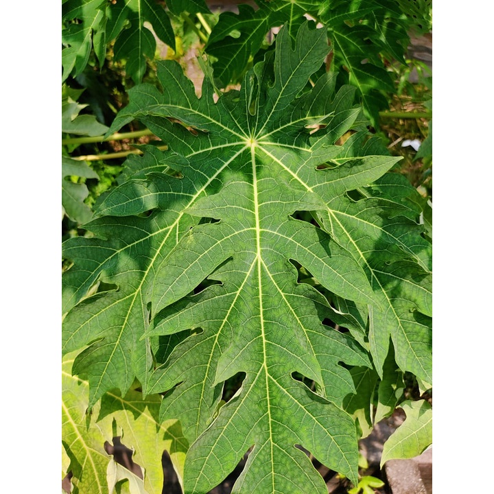 [Ready Stock] Organic Papaya Leaves Daun Papaya 有机 木瓜叶 for dengue / Increase blood platelet