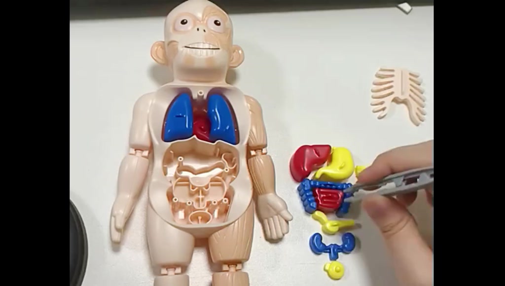 Kids Montessori 3D Puzzle Human Body Anatomy Model Learning Organ ...
