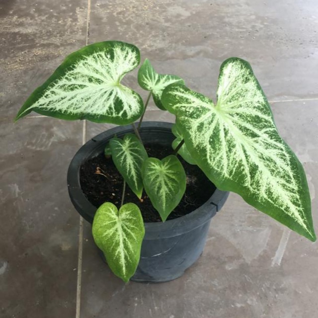 Plants - pokok hijau syngonium | Shopee Malaysia