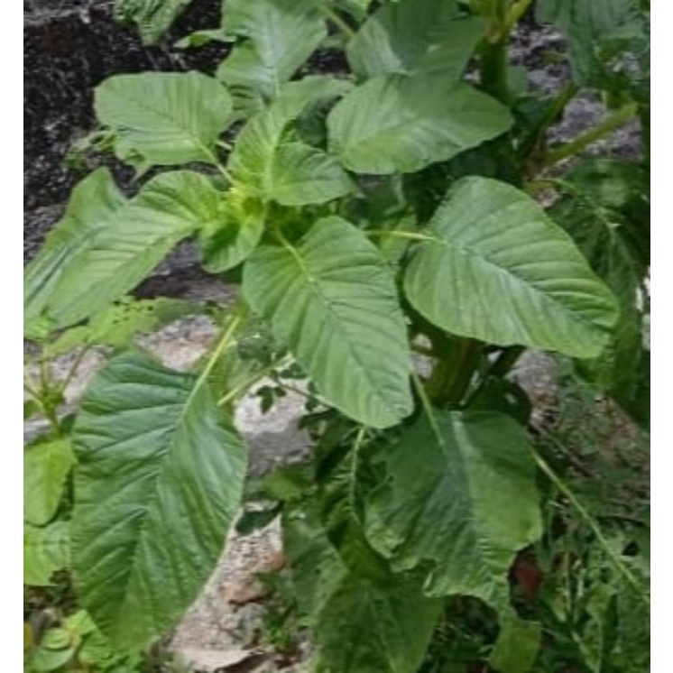 50 biji benih Bayam raja #kakap #duri/ amaranthus blitum | Shopee Malaysia