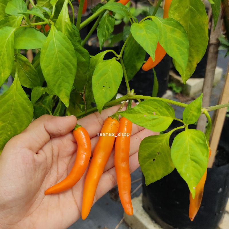 Biji Benih Cili Oren 15pcs Orange Chilli Seeds Rare Chili Seed | Shopee ...