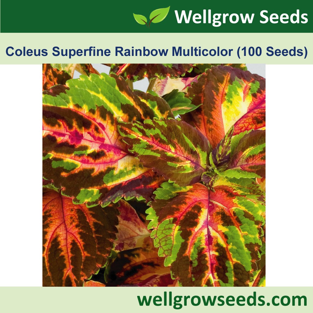 Coleus Superfine Rainbow Multicolor 彩叶草：超细彩虹系列（多色） (100 seeds) Biji ...