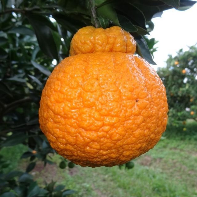 丑橘树 🌱🔥 Sumo Citrus Tree🔥🌱Anak Pokok Dokopen 🌱🔥 | Shopee Malaysia