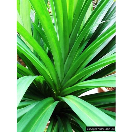 Pandan Leaves Sapling / Anak Pokok Pandan (Live Plant) | Shopee Malaysia