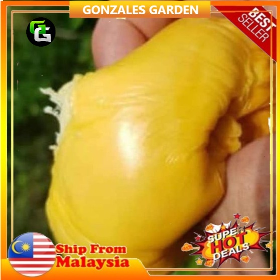 anak-pokok-durian-nok-kracip-siam-pokok-kawin-shopee-malaysia
