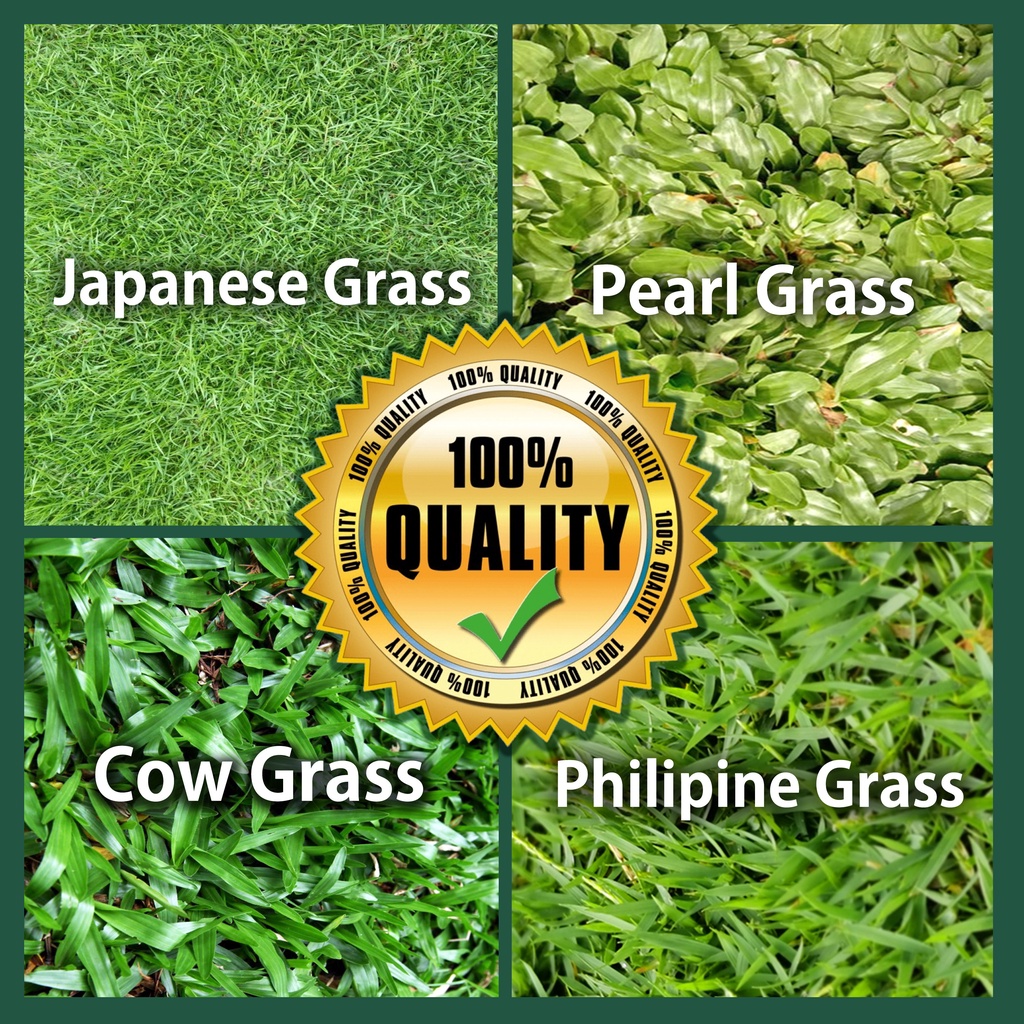 TSN Pembekal Rumput Hidup Carpet Grass Rumput Japanese Cow Grass