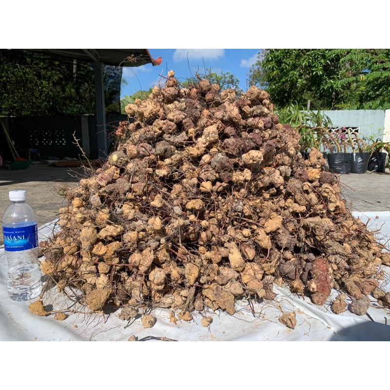 Ubi Jaga Kering (Siap racik)1 KG | Shopee Malaysia