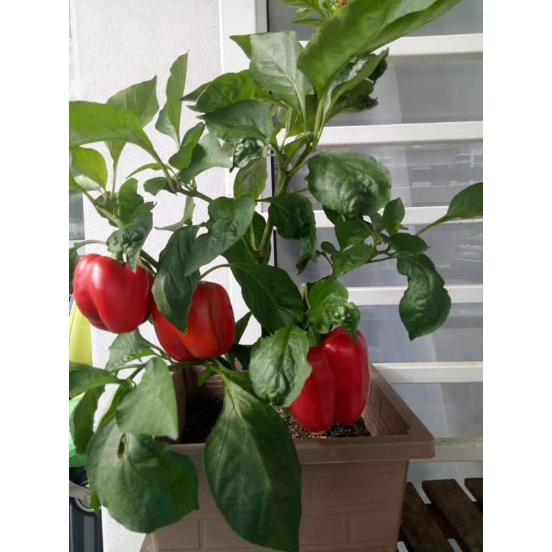 Cili Manis Benggala Capsicum 20 Biji Benih Shopee Malaysia