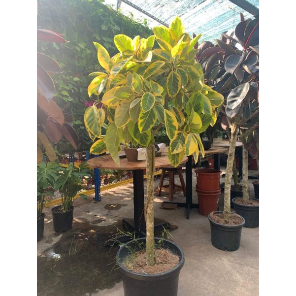 GPS Green Plant Society Live Tree Ficus Benghalensis Variegated 橡皮树锦