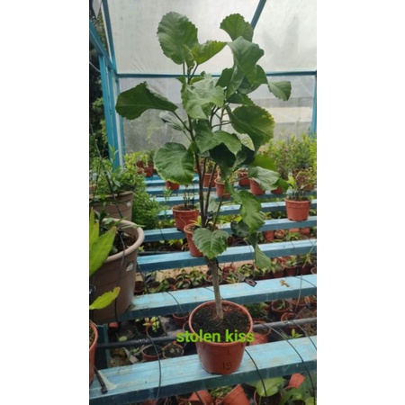 bunga Raya hibrid (premium batch) | Shopee Malaysia
