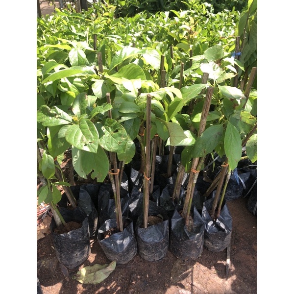 Pokok avocado boost 7 hybrid pokok rendah | Shopee Malaysia