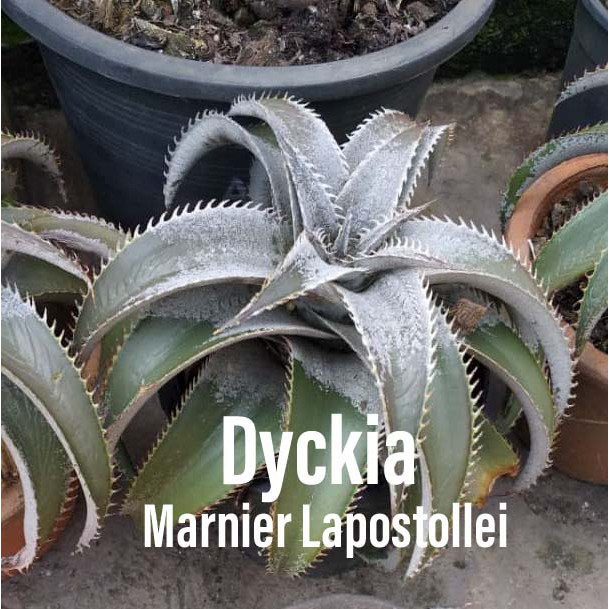 Dyckia marnier-lapostollei var. Bahia ⑴（House Plant - Dyckia 