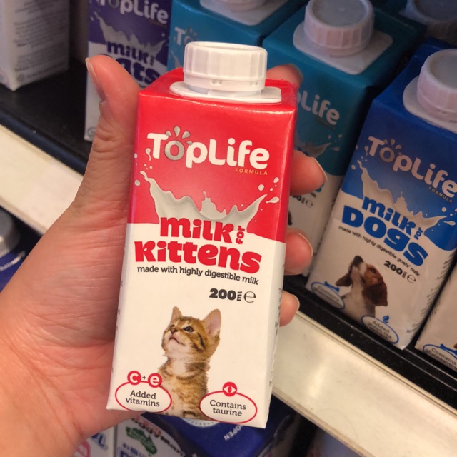 Cow milk 2024 for kittens