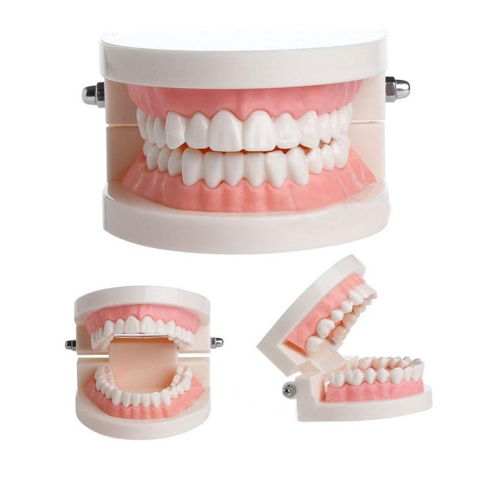 Dental Teeth Model Dentist student Model for Teaching Dentistry ...