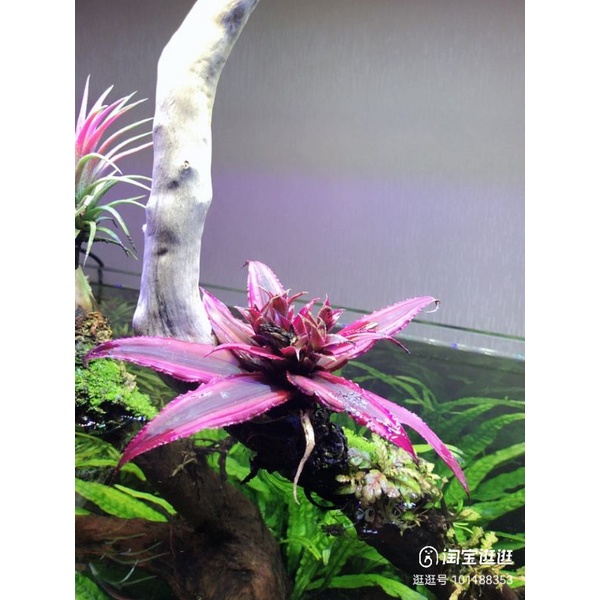 Bromeliad Cryptanthus bivittatus（S saiz) , terrarium, vivarium