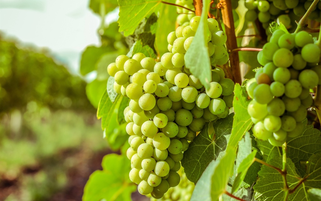 Autumn Crisp®️/ Normal Green Seedless Grapes (500gm / 1kg)_SOFO ...
