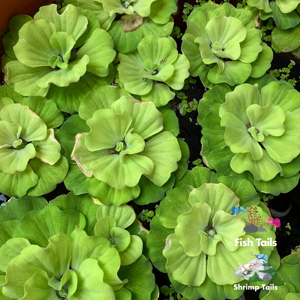 [LOCAL SELLER] Aquatic Plant Water Cabbage (Pokok Kiambang) ☘️