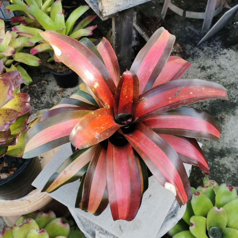 (Live Plant) Neoreglia Bromeliad sp aka Piemento | Shopee Malaysia