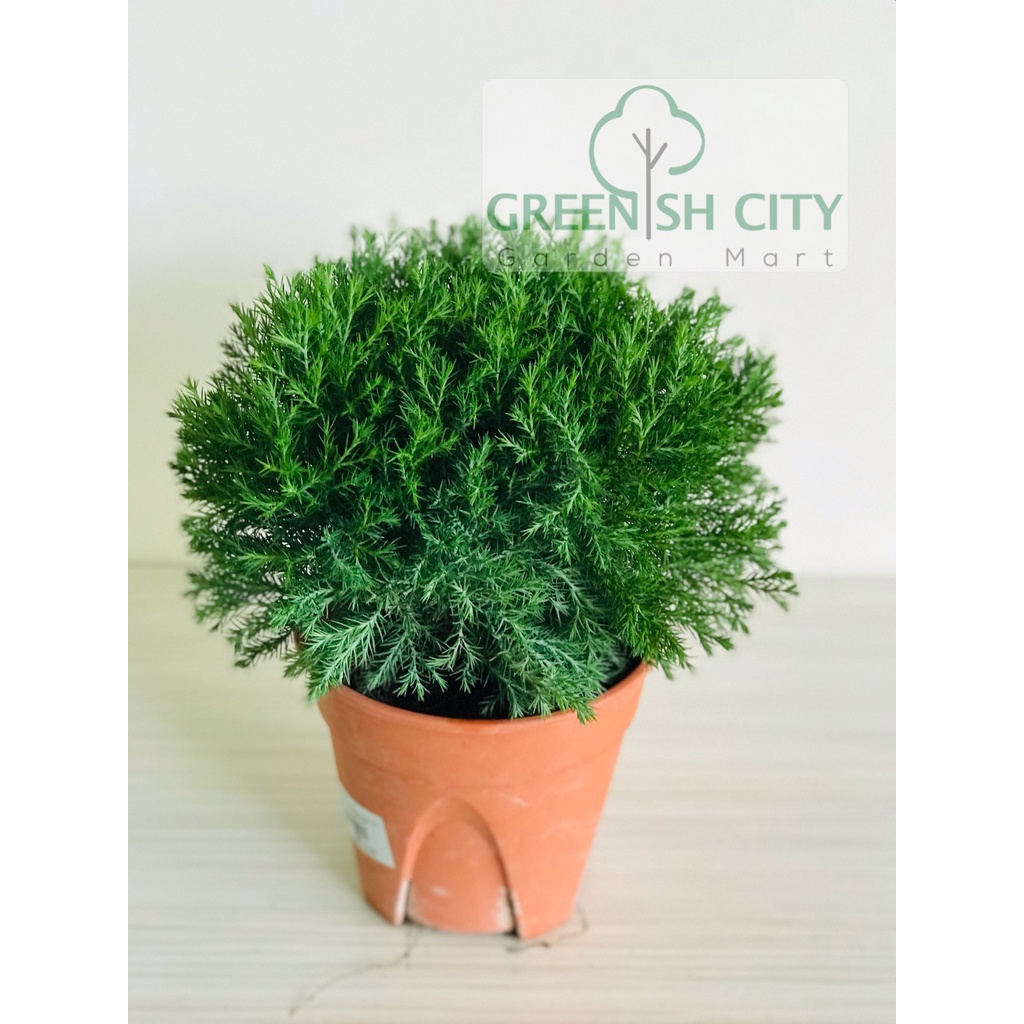 Round Pine Live Plant Juniperus Ornamental Plant | Pokok Pine Hiasan ...
