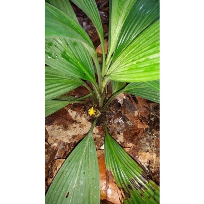 Pokok Lemba/Pokok kelapa puyuh 2 POKOK | Shopee Malaysia